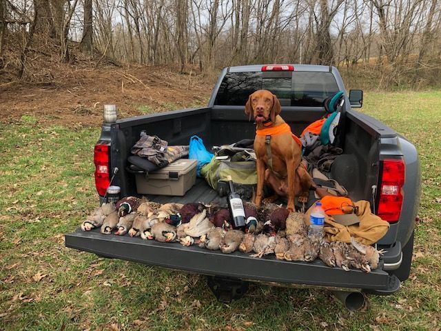 A Vizsla Dog Is Sitting in The Back of A Truck Filled with Ducks.