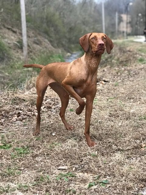 A Vizsla Dog Is Standing on Its Hind Legs in The Grass.