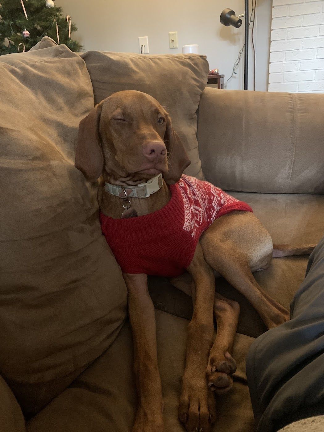A Vizsla Dog Wearing a Red Bandana Is Sitting on A Couch.