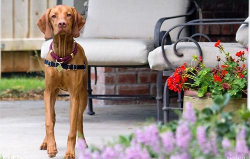 A Vizsla Dog Is Standing on A Patio Next to A Chair and Flowers.