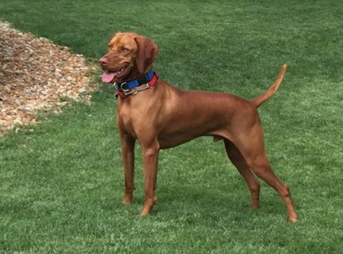 A Vizsla Dog Wearing a Blue Collar Is Standing in The Grass.