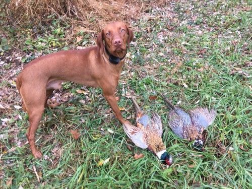 A Vizsla dog