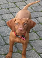 A Vizsla Puppy Wearing a Red Collar Is Standing on A Brick Sidewalk.