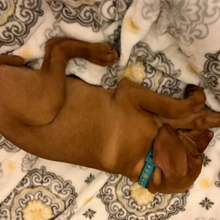 A Vizsla Dog Is Laying on Its Back on A Blanket