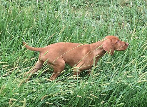 A Vizsla Dog Is Standing in A Field of Tall Grass.