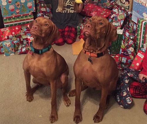 Two Vizsla Dogs Are Sitting Next to Each Other in Front of Christmas Presents