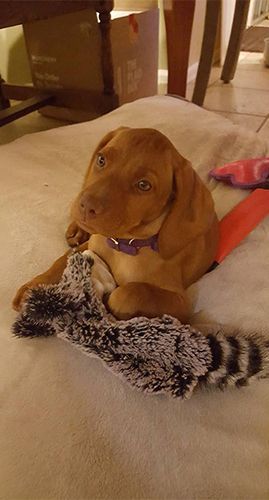 A Vizsla Puppy Is Laying on A Blanket with A Toy.
