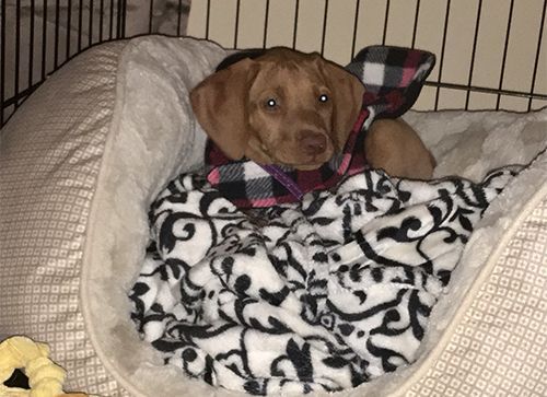 A Vizsla Dog Is Laying in A Dog Bed with A Blanket.