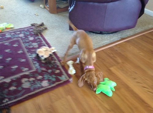 A Vizsla Dog Is Sniffing a Toy on The Floor in A Living Room