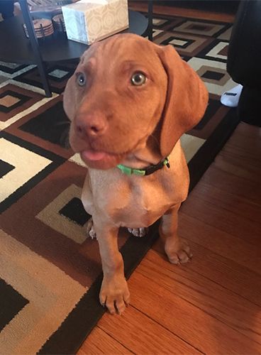 A Vizsla Puppy Is Sitting on A Rug on A Wooden Floor.