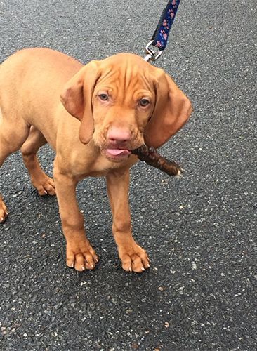 A Vizsla Puppy on A Leash with A Stick in Its Mouth.