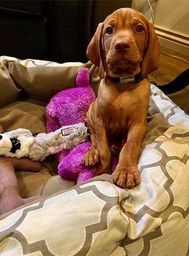 A Vizsla Puppy Is Sitting on A Couch Next to A Stuffed Animal.