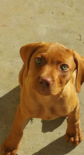 A Vizsla Puppy Is Looking up At the Camera.