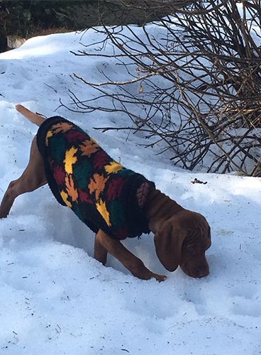 A Vizsla Dog Wearing a Sweater Is Sniffing the Snow.
