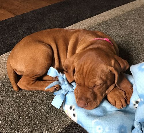 A Vizsla Dog Is Sleeping on A Blue Blanket