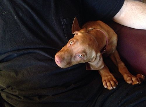 A Small Vizsla Dog Is Laying on A Person 's Lap.