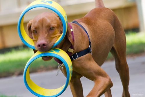 A Vizsla Dog Is Playing with A Yellow and Blue Frisbee