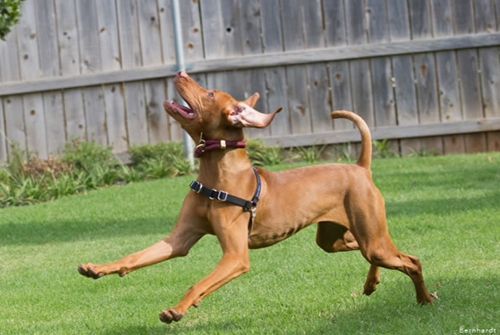 A Vizsla Dog Is Running on A Lush Green Field.
