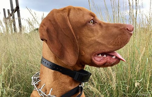 A Vizsla Dog Wearing a Black Collar Is Standing in A Field of Tall Grass.