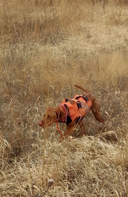 A Vizsla Dog Wearing an Orange Vest Is Standing in A Field of Tall Grass.