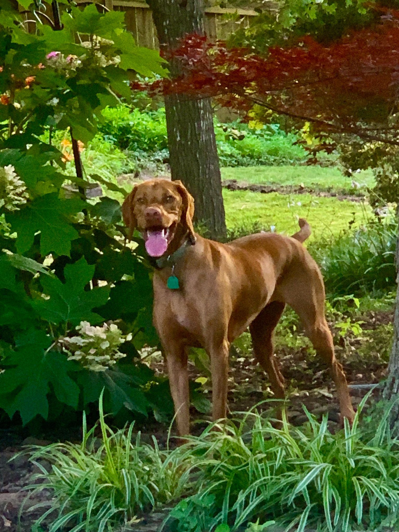 A Vizsla dog