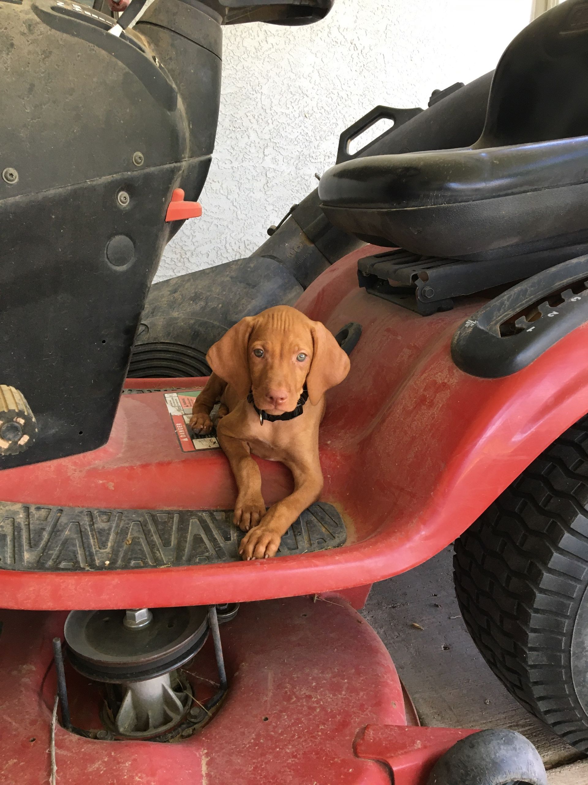 A puppy is sitting