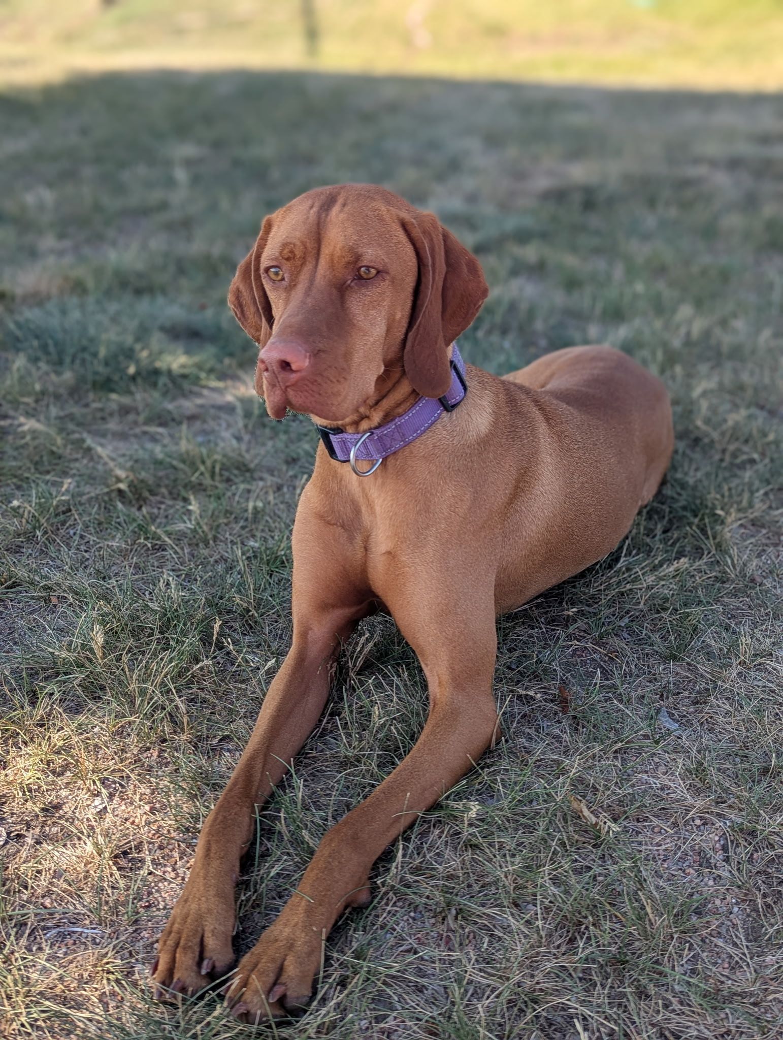 A Vizsla dog
