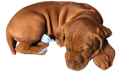 A Brown Dog with A Pink Collar Is Sleeping on Its Back