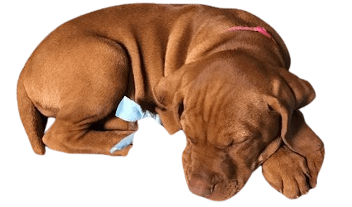 A brown dog with a pink collar is sleeping on its back