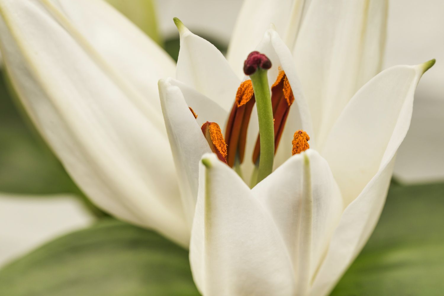 vanilla flower