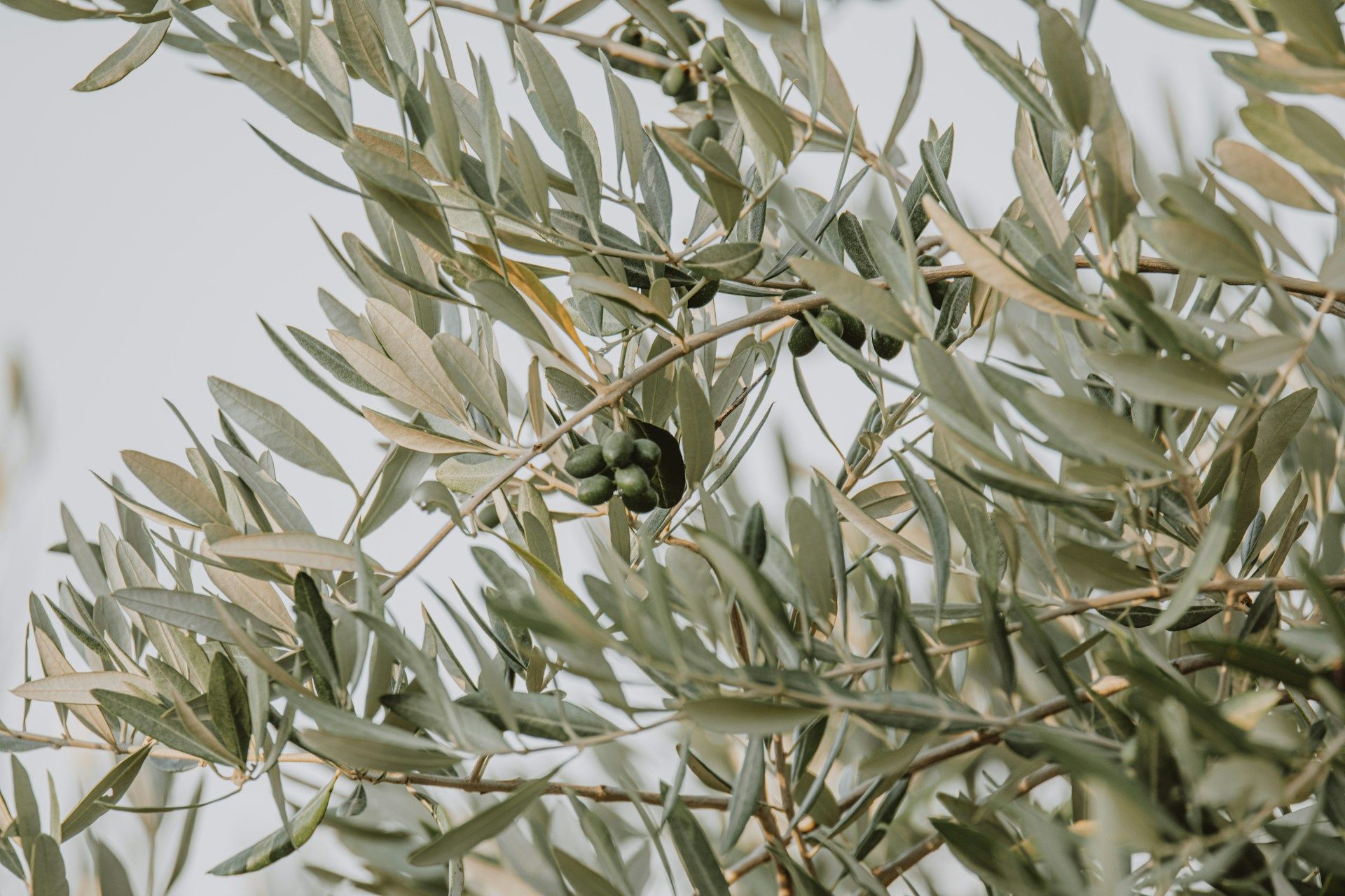 Olive Tree