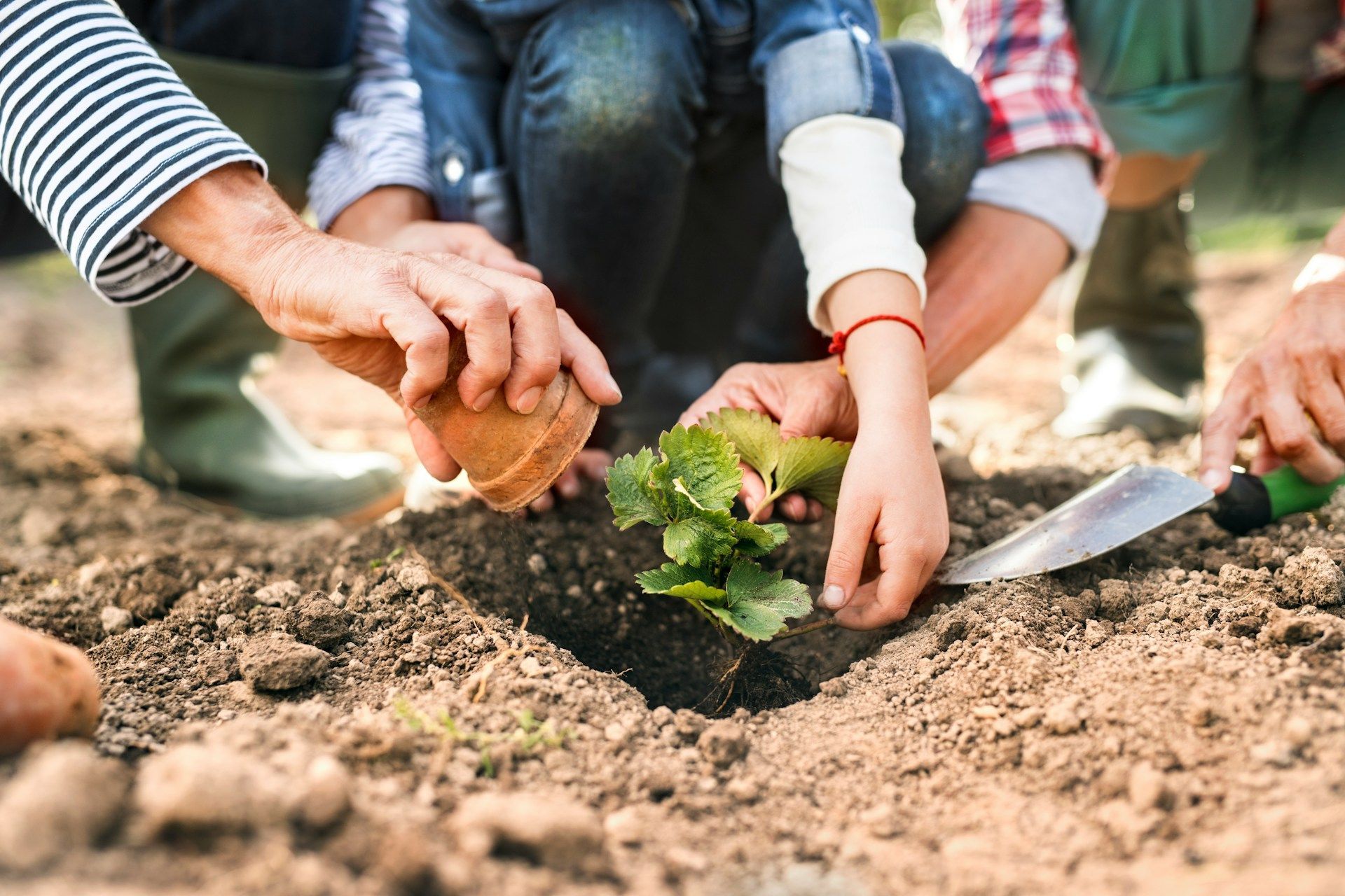 Planting