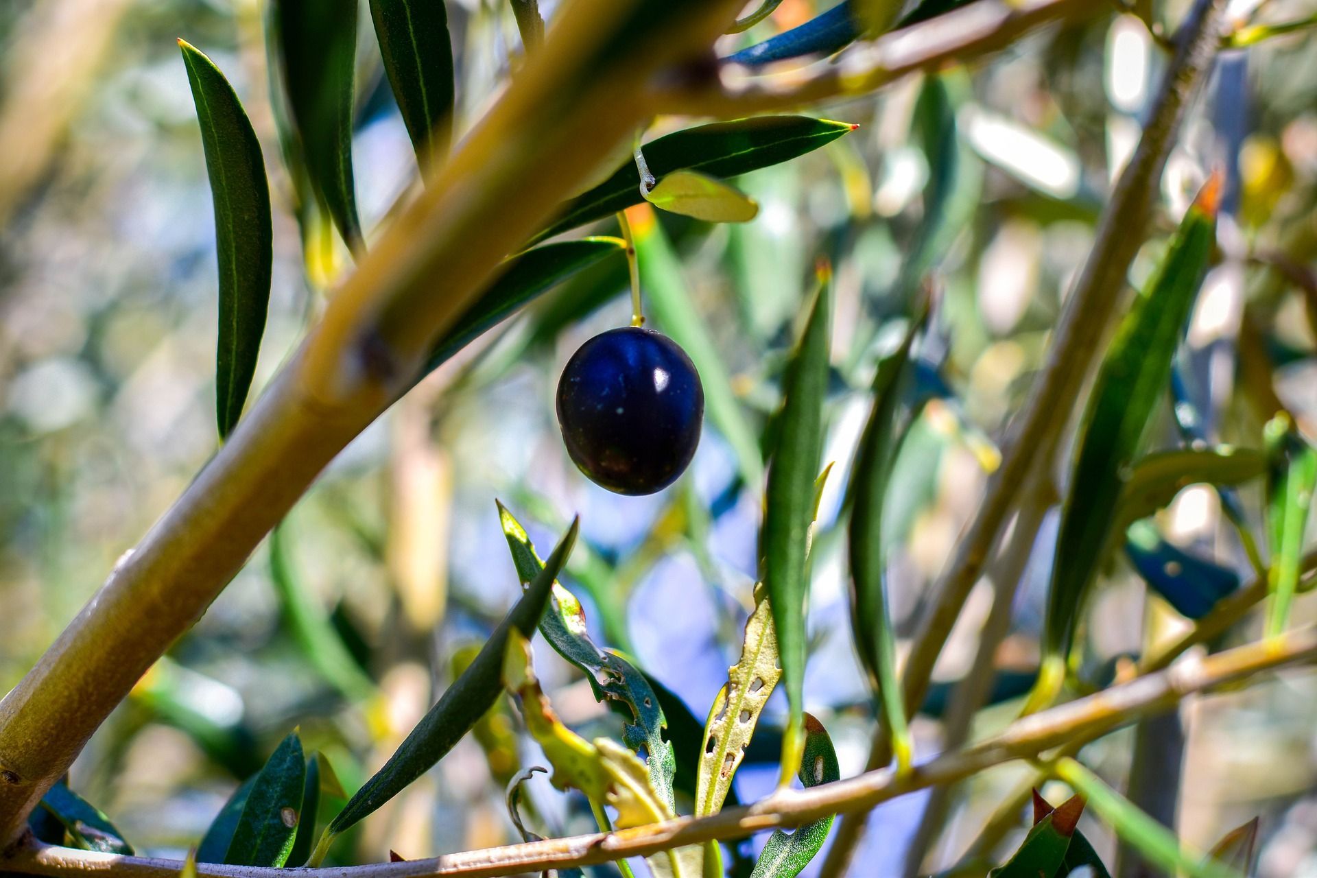 olive tree