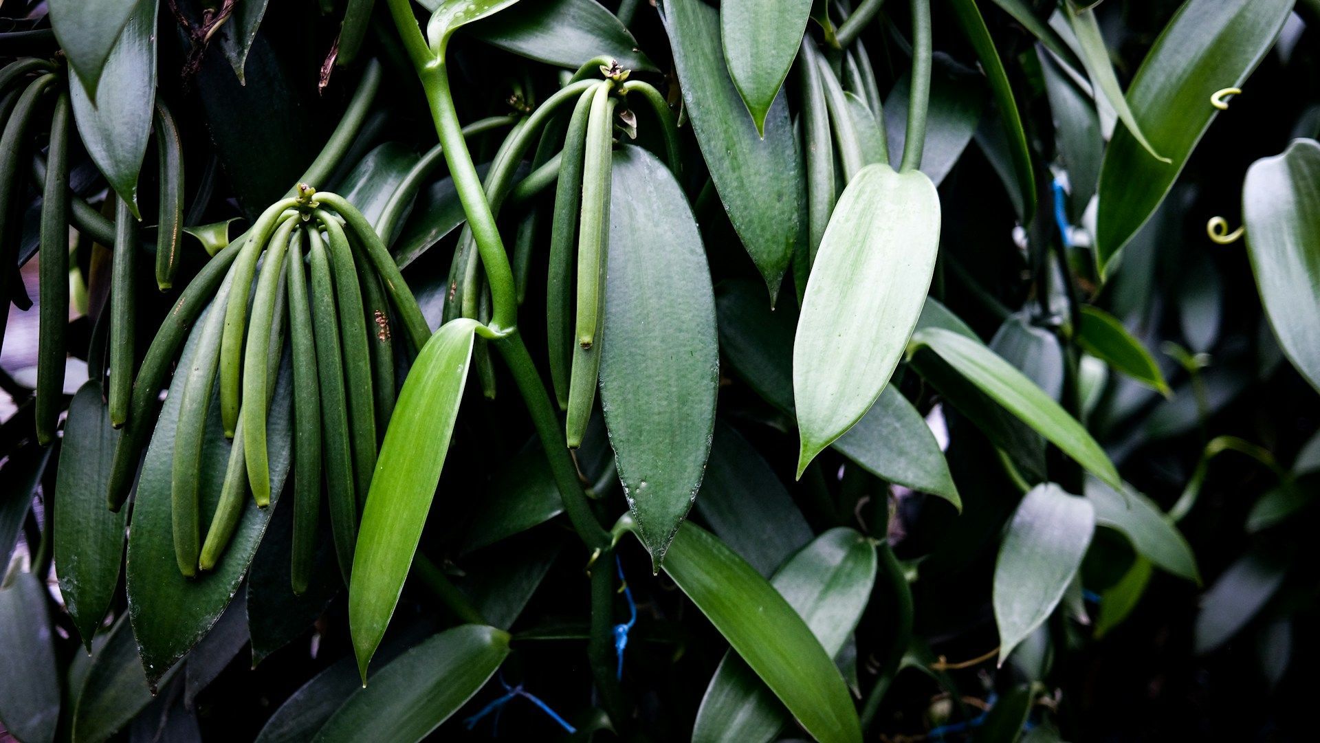 Vanilla Planifolia Plant