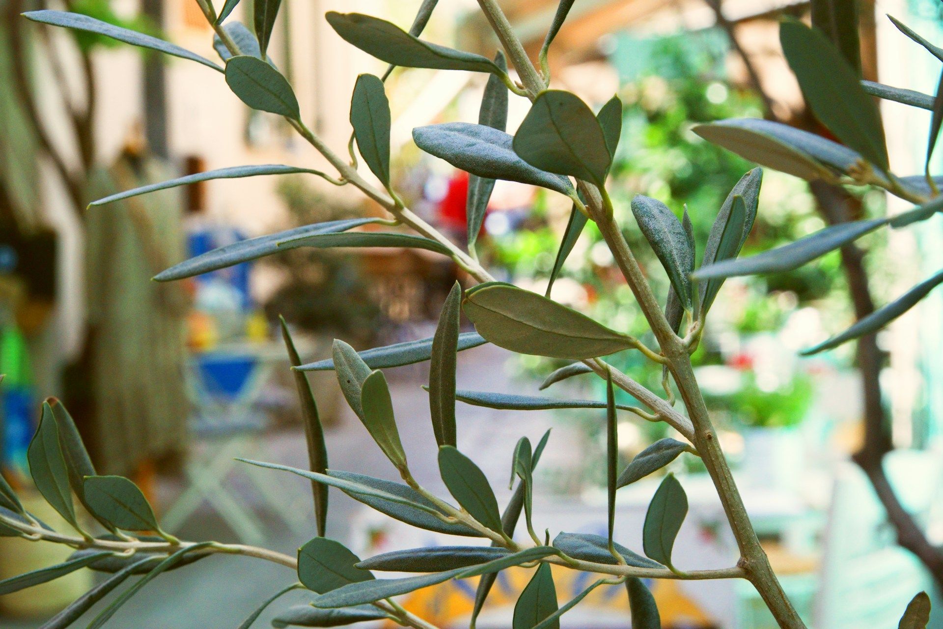 olive tree in a pot