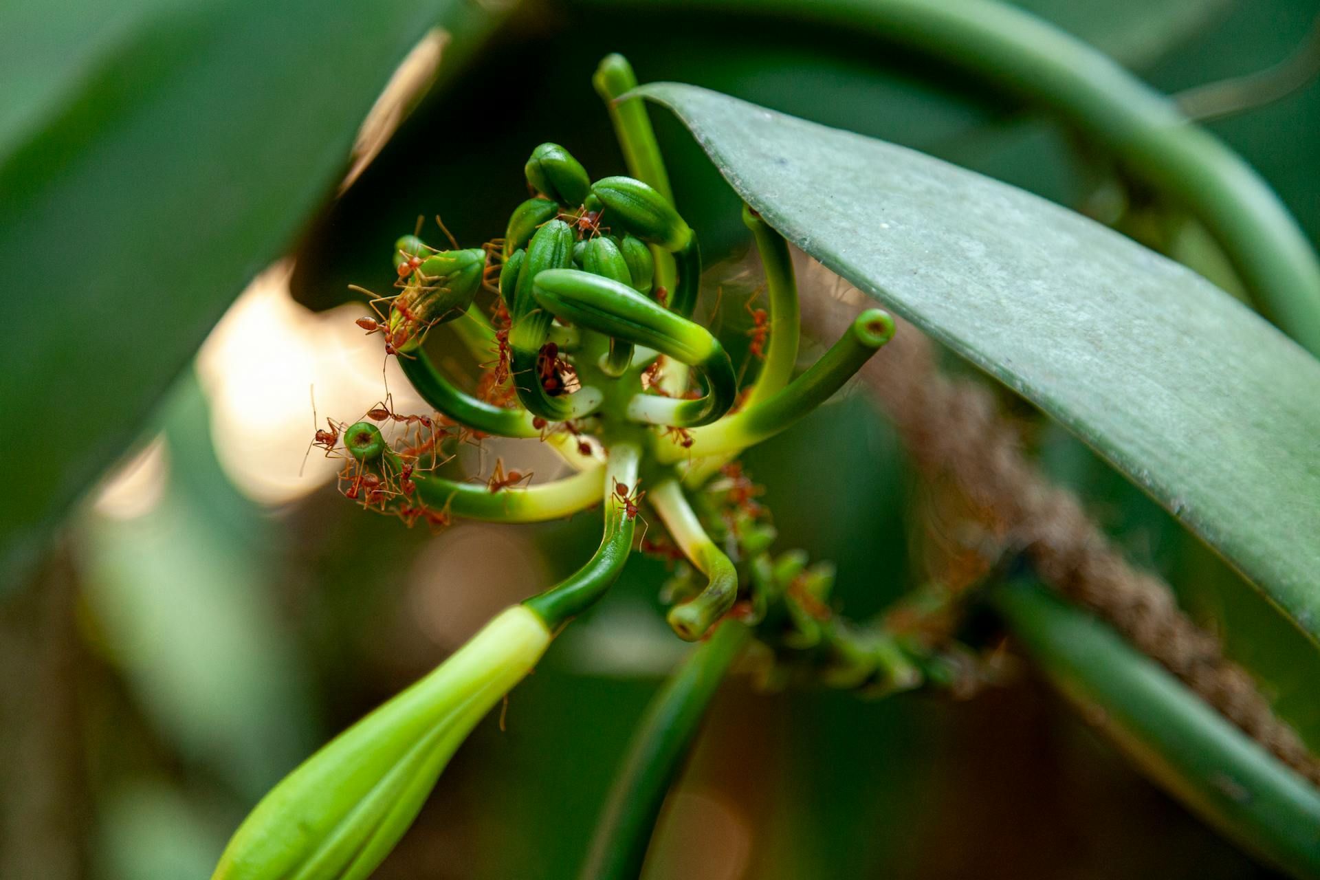 Vanilla Plant