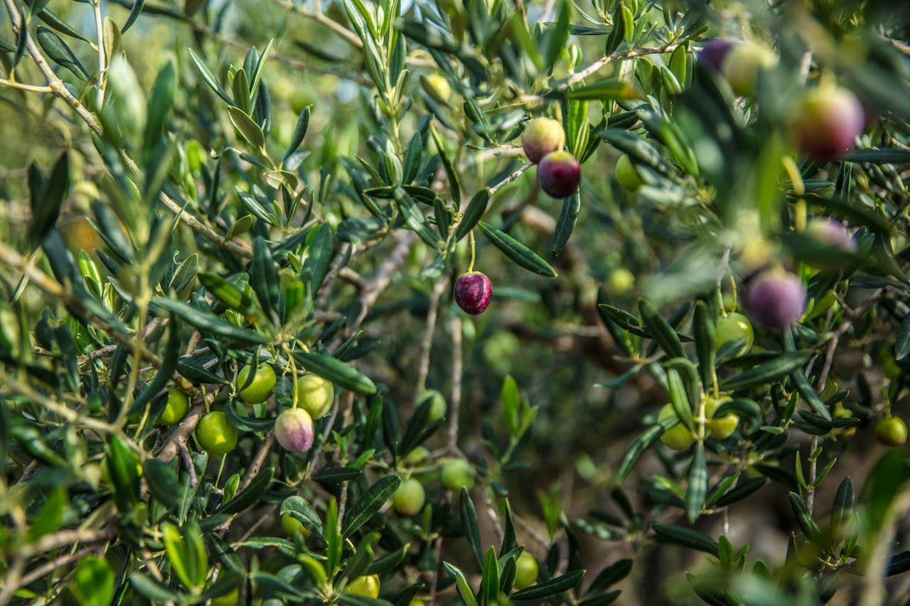olive tree