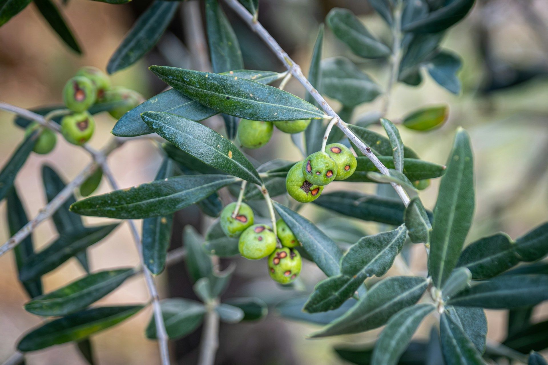 Pest-Free Olive Tree Growth