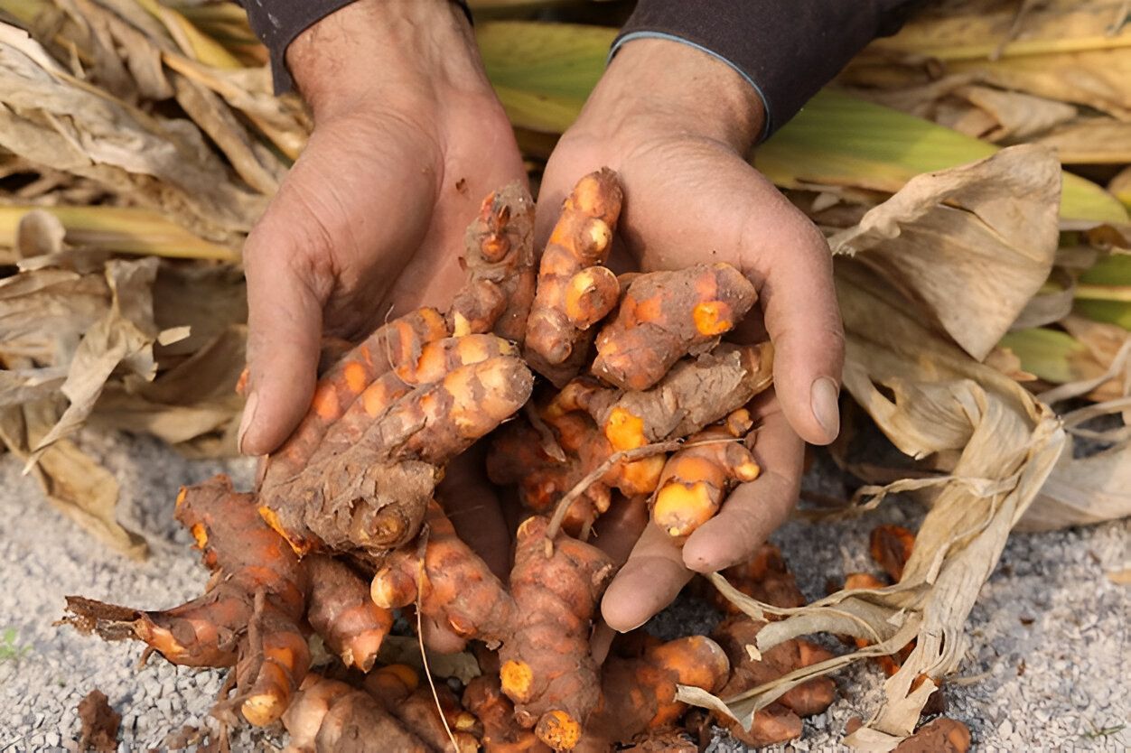Turmeric Farming