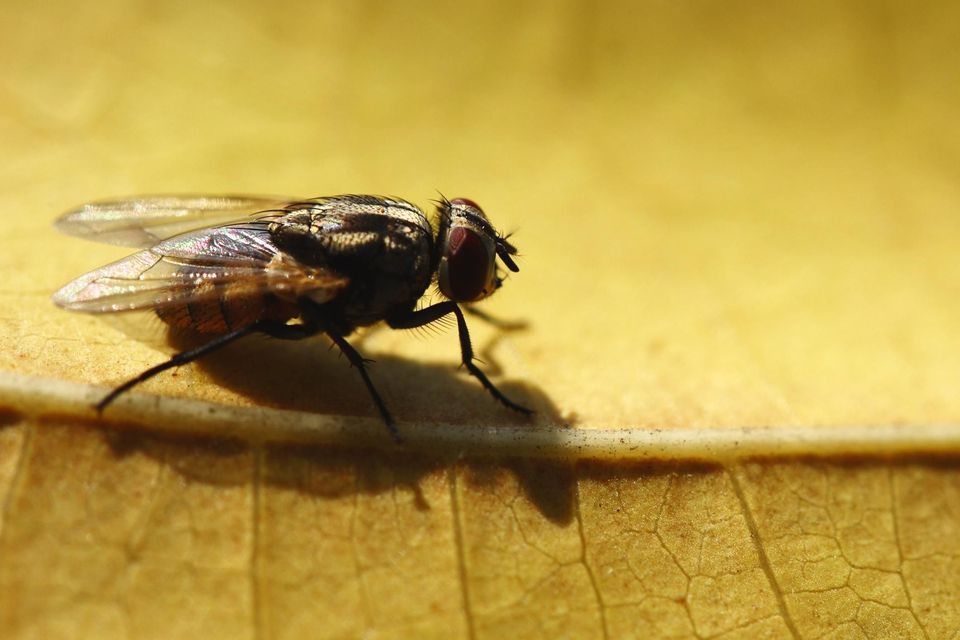 Housefly — DA Exterminating — Louisiana