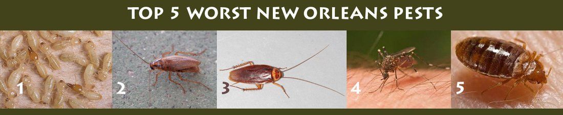 Five Worst New Orleans Pests — Louisiana — DA Exterminating