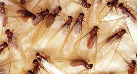 Termites Foraging For Food — Louisiana — DA Exterminating