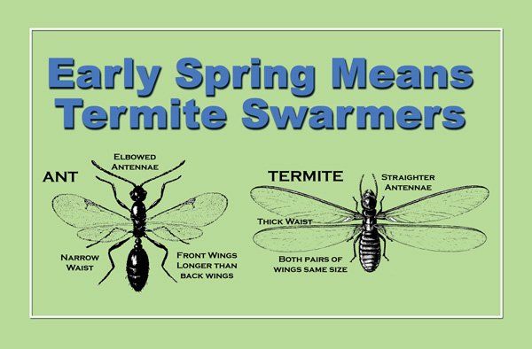 Ant and Termite Illustration — Louisiana — DA Exterminating