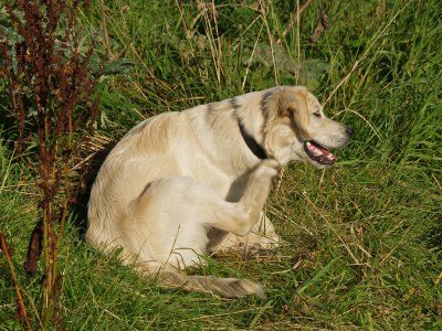 Dog Getting Rid Of Fleas — Louisiana — DA Exterminating