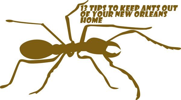 Ant Prevention Tips — Louisiana — DA Exterminating