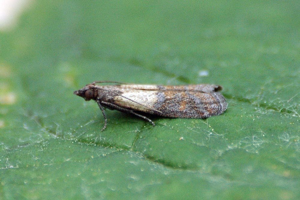 Angoumois Grain Moth  — Louisiana — DA Exterminating