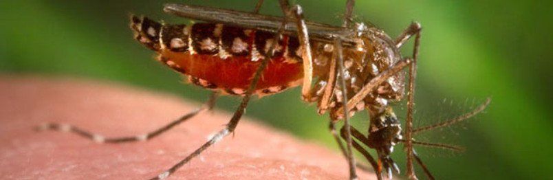 Close Up Mosquito On Skin — Louisiana — DA Exterminating