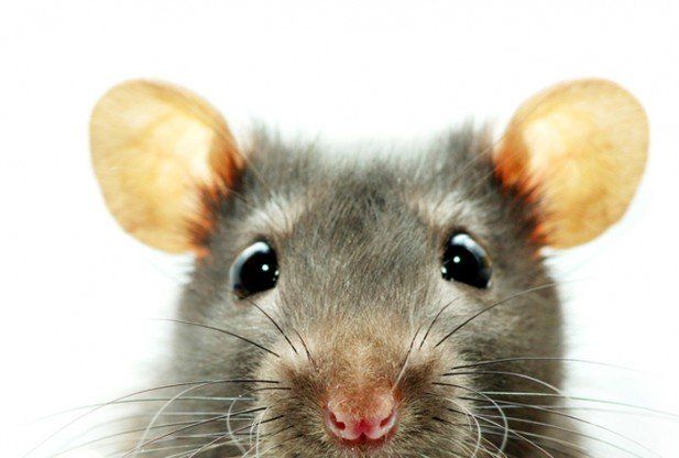 Close Up Photo Of Mice — Louisiana — DA Exterminating