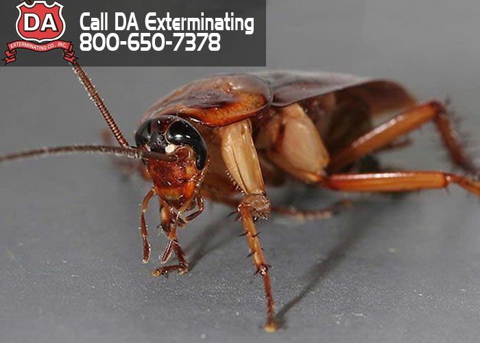 Cockroach Exterminate — Louisiana — DA Exterminating