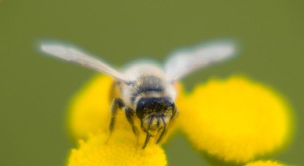 Honey Bee — Louisiana — DA Exterminating